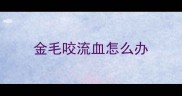 金毛咬流血怎么办