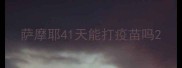萨摩耶41天能打疫苗吗