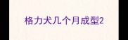 格力犬几个月成型