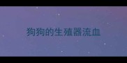狗狗的生殖器流血