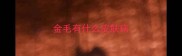 金毛有什么皮肤病