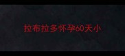 拉布拉多怀孕60天小