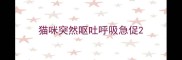 猫咪突然呕吐呼吸急促