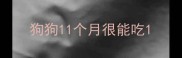 狗狗11个月很能吃