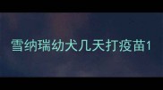 雪纳瑞幼犬几天打疫苗