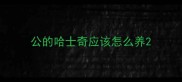 公的哈士奇应该怎么养