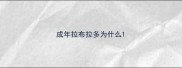 成年拉布拉多为什么