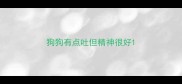 狗狗有点吐但精神很好