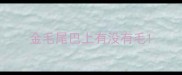 金毛尾巴上有没有毛
