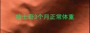 哈士奇3个月正常体重