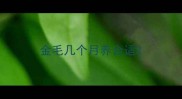 金毛几个月养合适
