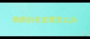 狗狗白毛发黄怎么办
