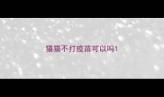 猫猫不打疫苗可以吗