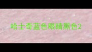 哈士奇蓝色眼睛黑色