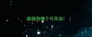 腊肠狗俩个月耳朵