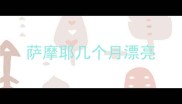 萨摩耶几个月漂亮