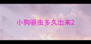 小狗驱虫多久出来