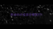 泰迪幼犬疫苗在哪里打
