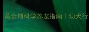 1-6月龄小狗训练全攻略黄金期科学养宠指南幼犬行为纠正疫苗与训练同步
