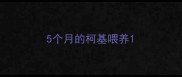 5个月的柯基喂养