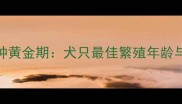 科学选择犬类配种黄金期犬只最佳繁殖年龄与健康管理全指南