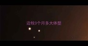 边牧3个月多大体型