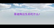 泰迪狗出生后吃什么