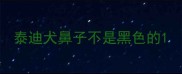 泰迪犬鼻子不是黑色的