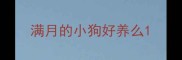 满月的小狗好养么