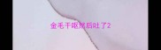 金毛干呕然后吐了