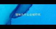 猫咪为什么会被吓死