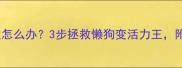 拉布拉多不活泼怎么办3步拯救懒狗变活力王附科学养宠指南