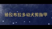 给拉布拉多幼犬剪指甲