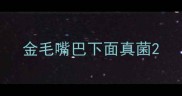 金毛嘴巴下面真菌