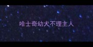 哈士奇幼犬不理主人