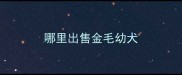 哪里出售金毛幼犬