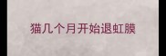 猫几个月开始退虹膜