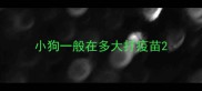 小狗一般在多大打疫苗