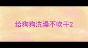 给狗狗洗澡不吹干
