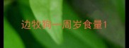 边牧狗一周岁食量