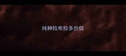 纯种拉布拉多价位