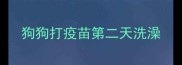 狗狗打疫苗第二天洗澡