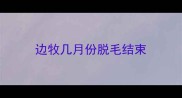 边牧几月份脱毛结束