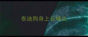 泰迪狗身上长螨虫