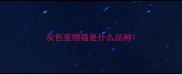 灰色宠物猫是什么品种