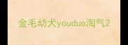 金毛幼犬youduo淘气