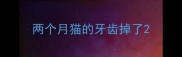 两个月猫的牙齿掉了