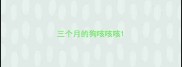 三个月的狗咳咳咳