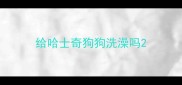 给哈士奇狗狗洗澡吗