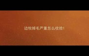 边牧掉毛严重怎么收拾